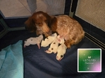 >🐾 Available Puppies in Southeast Texas! 🐾