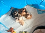 4 MALE YORKIES $400