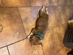 ROJO Male French Bulldog
