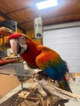 Baby Flame Macaw