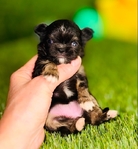 Apple head Chihuahua puppies AKC.