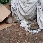 Free Kittens in Port Arthur