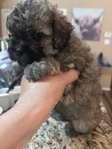Beautiful Toy Shi-Poo Puppies