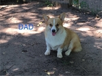 Pembroke welsh corgi pups
