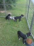 Great Dane puppies