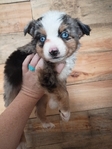 Male toy aussie 250.00