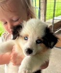MINIATURE AUSTRALIAN SHEPHERD PUPPY. LAST ONE!