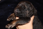 Akc German shepherd puppies