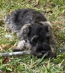 CKC miniature schnauzers