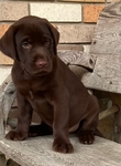 Labrador Retriever Puppies