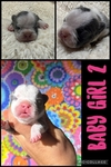 French Bulldog puppies