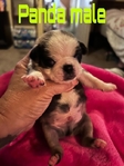 Pug puppys
