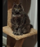 Rehoming 4 year old female cat