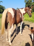 APHA Finished Barrel/Pole Mare