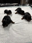 CKC Registered Purebred Yorkie Puppies