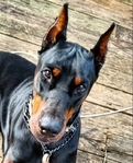 AKC Doberman Pinscher puppies