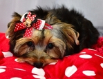 AKC Yorkie Puppies