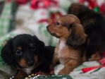 Beautiful Dachshund Puppies