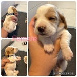 Basset hounds puppies