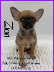 Exquisite AKC Male Applehead Chihuahuas