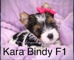 CHRISTMAS  PUPPIES  Shih Tzu;s, Yorkies, @ Maltese