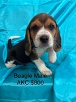 Beagle Puppies AKC