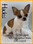 Exceptional Male AKC Applehead Chihuahuas