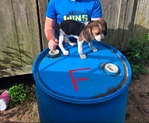 A.K.C. Beagle pups