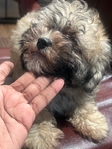 MALTIPOO PUPPY MALE $1000