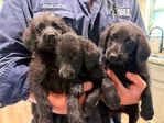 labradoodle puppies