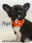 AKC Registered Male Applehead Chihuahuas