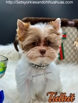 AKC Micro Male Chocolate Parti Yorkies
