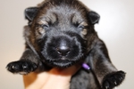 Working line german shepherd puppies