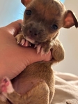 Apple head Blue brindle Chihuahua