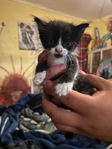 Kittens
