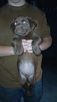 AKC Chocolate Lab puppies for sale