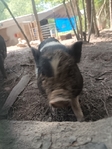 Mini Pigs