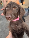 Golden Doodle/Dober Doodle