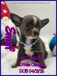 Fathers Day AKC Smooth & Longcoat Male Chihuahuas