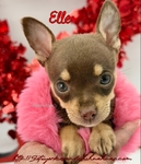 AKC Stunning Female Chihuahua