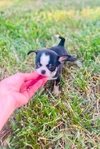 Chihuahua puppies in Houston Clear Lake