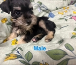 CKC Mini Schnauzer Pups $1000