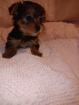 Yorkie Puppies, Parti and Traditional Yorkies CKC Registered