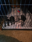 Great Dane Pups