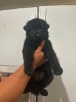 German shepherd pups