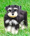 AKC Toy/Miniature Female Schnauzer Puppies