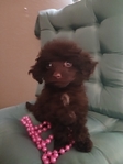 toy poodles $800