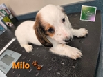 AKC Mini Long-Haired Dachshunds