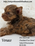 AKC Micro Male Yorkie boys