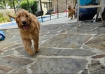 Female Goldendoodle Puppy- $1500
